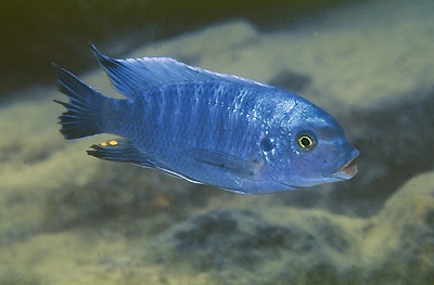 Petrotilapia tridentiger 'Boadzulu Island'
